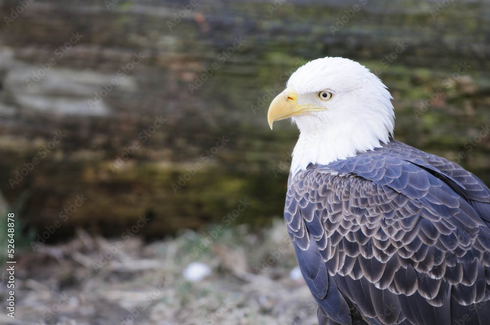 Fototapeta premium American Bald Eagle