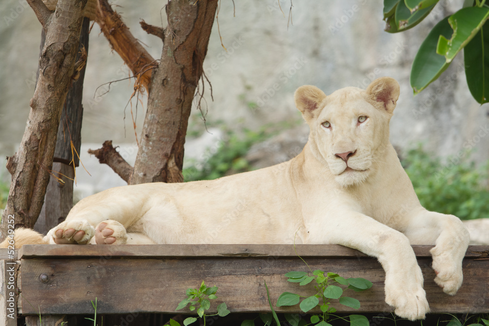 Obraz premium Albino lion lying