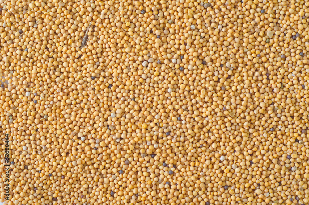 mustard mustard