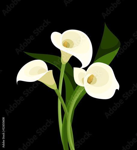 Vászonkép White calla lilies on black. Vector illustration.