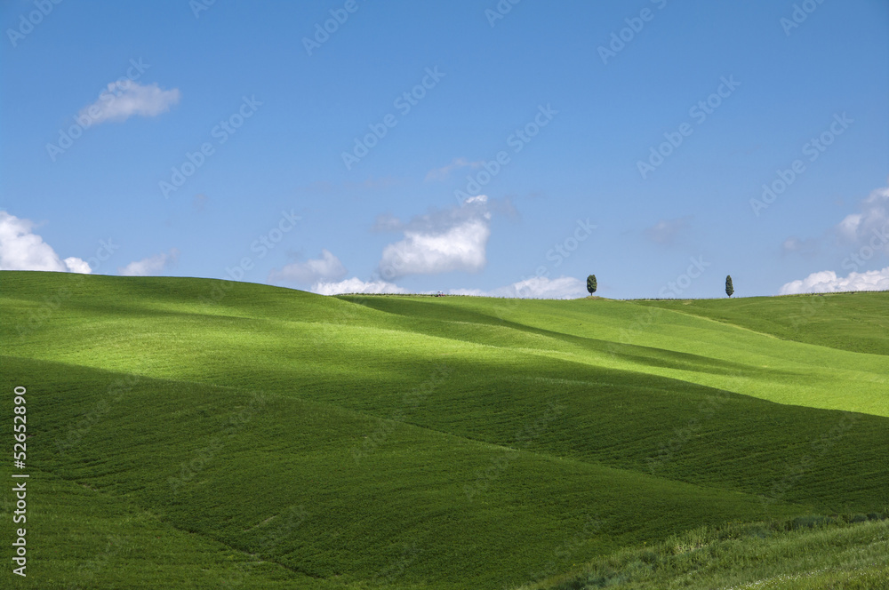 campo di grano con cipressi e cielo blu,Toscana,Italia