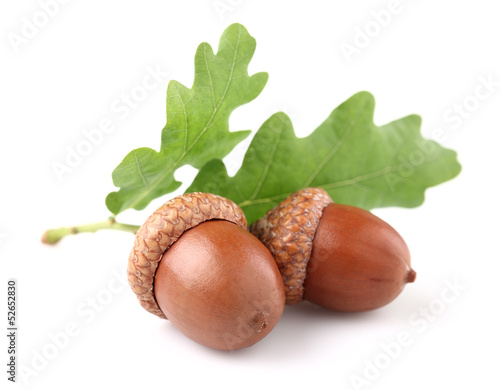 Acorn with leaves