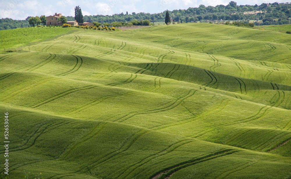 campo di grano verde e cielo blu,Toscana,Italia