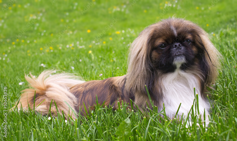 Fototapeta premium Pekingese