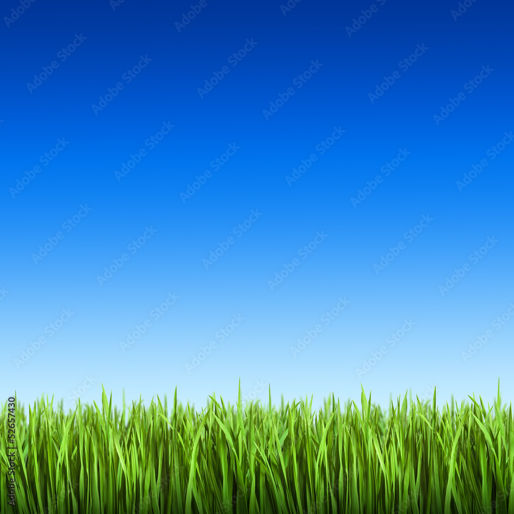 Grass on the background of blue sky Grass on the background of blue sky