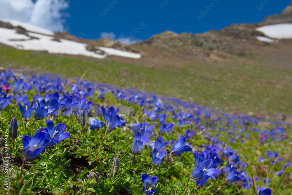 blue flowers field on a mount slope