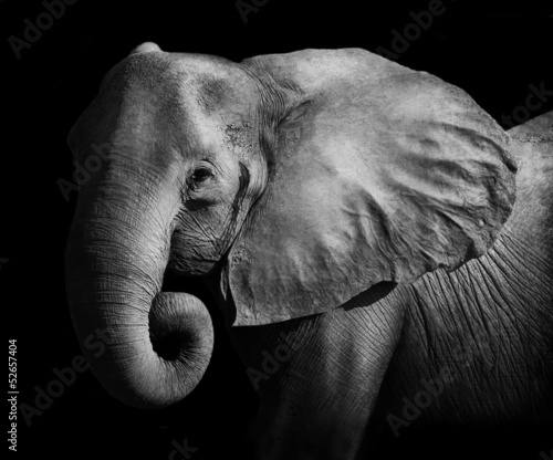 Elephant (Artistic Processing) #52657404