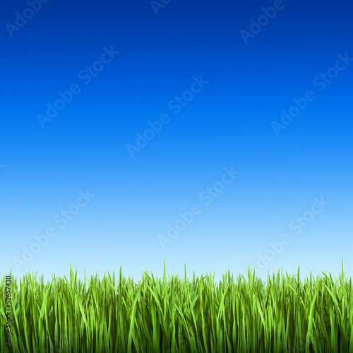 Grass on the background of blue sky