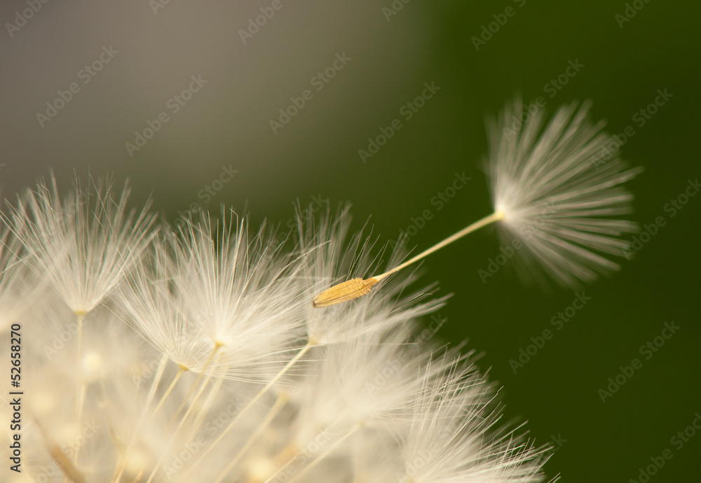 Dandelion