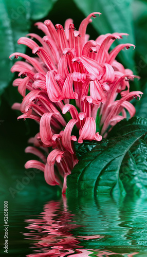 Flower tropical plant