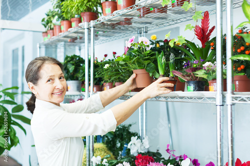 woman chooses  Primula or  hyacinth at  store photo