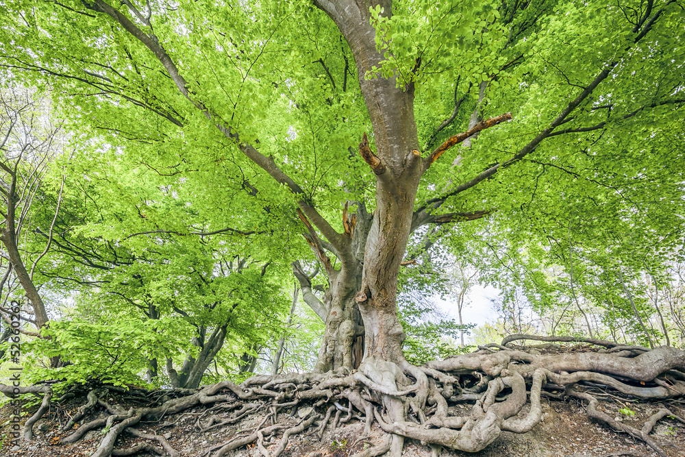 Fototapeta premium spring leaf