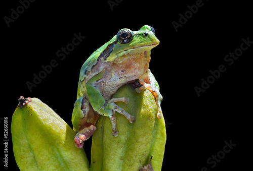 Hyla (tree toad) 14 photo