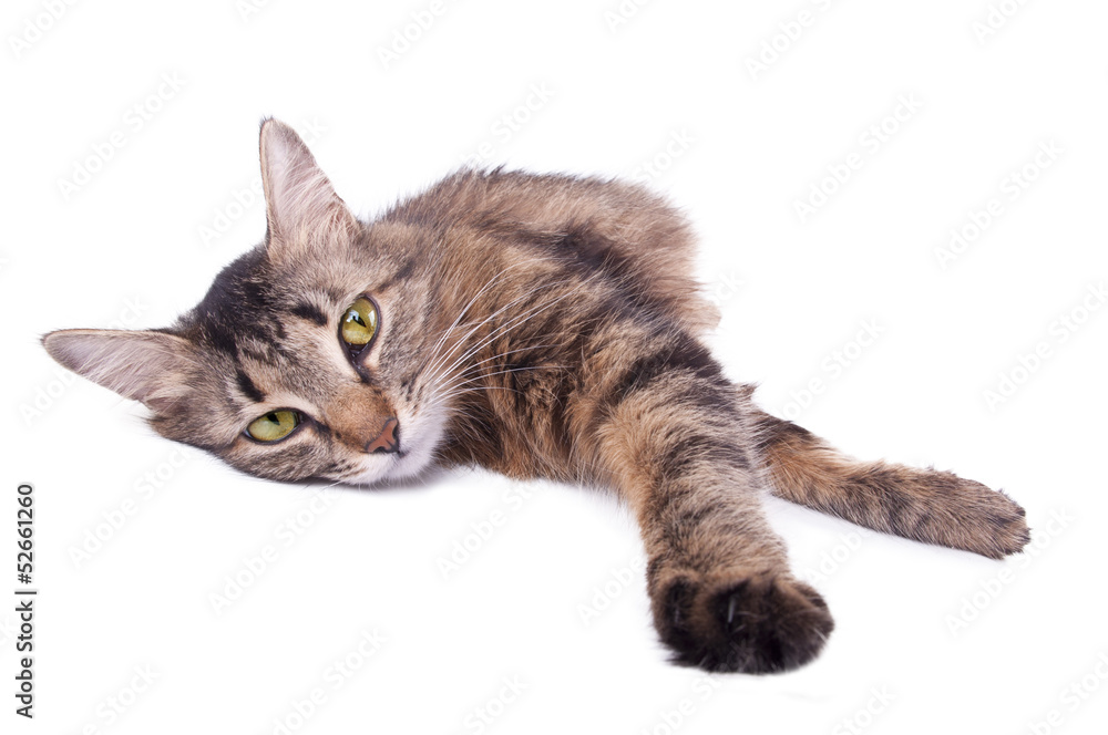 Fototapeta premium beautiful gray mixed-breed cat relaxing