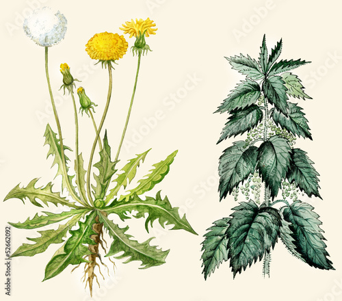 Dandelion flowers and seeds, nettle