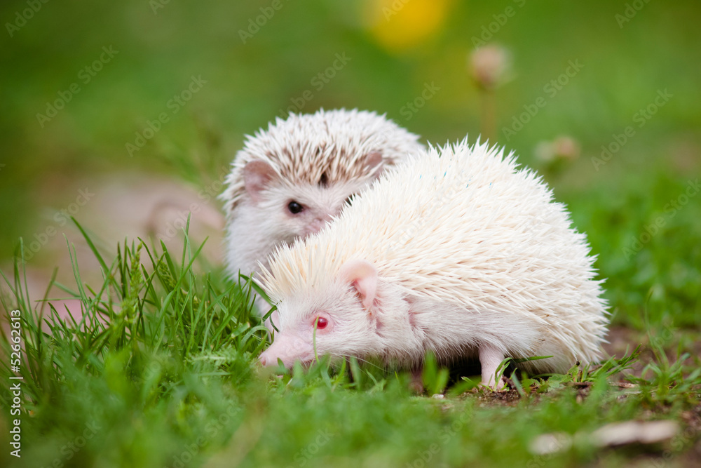 two african hedgehog pets outdoors two african hedgehog pets outdoors
