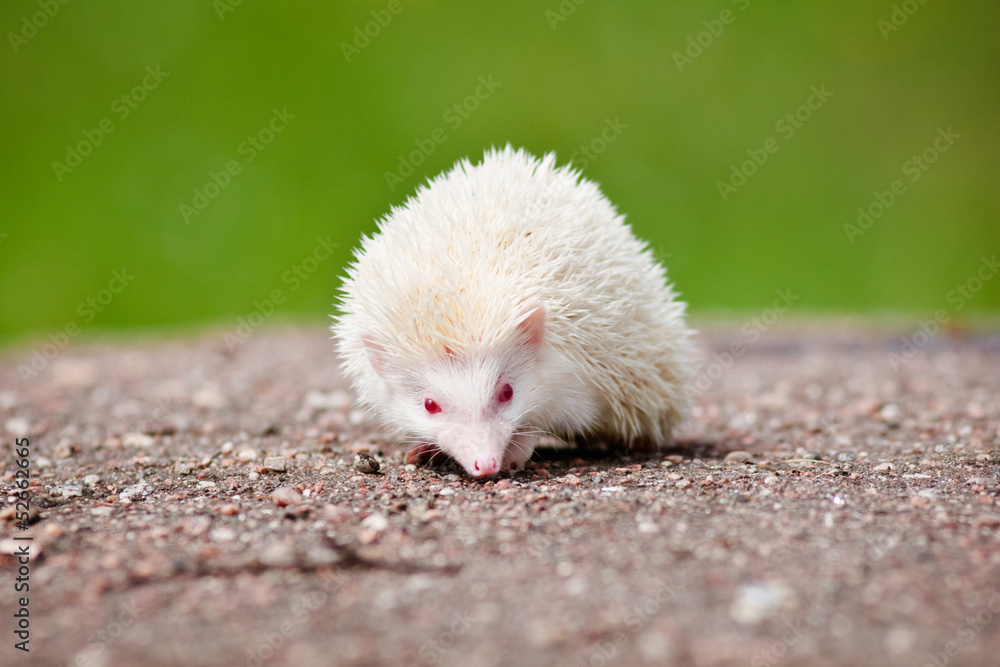 albino african hedgehog albino african hedgehog