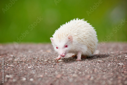 african hedgehog albino photo