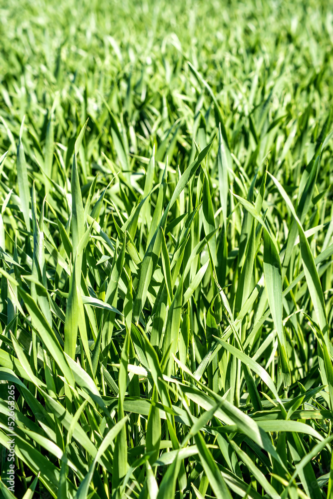Energiepflanze Szarvasi-1 Gras Energiepflanze Szarvasi-1 Gras