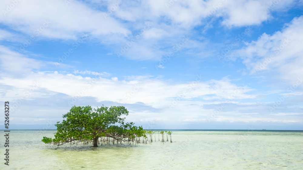 Single mangrove grows in shallow wate Single mangrove grows in shallow wate