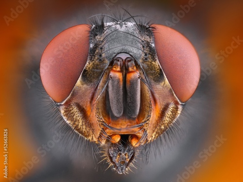 Extreme sharp close up portrait of fly, microscope objective