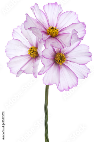 cosmos flower