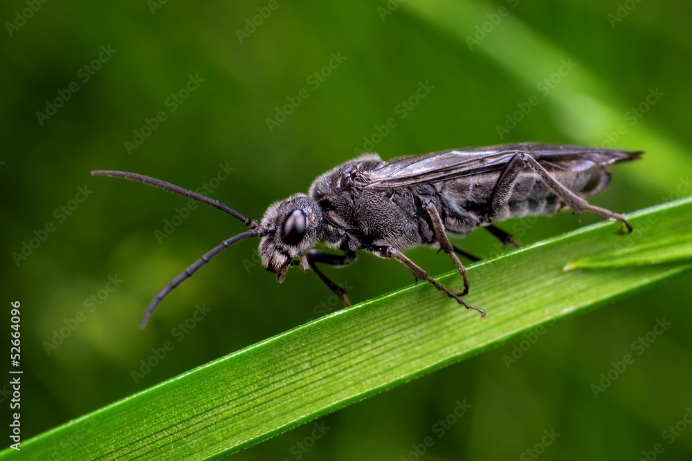 Naklejka premium Black wasp photo taken in its natural environment