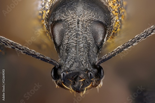 Tableau sur toile Extreme sharp study of weevil taken with microscope lens