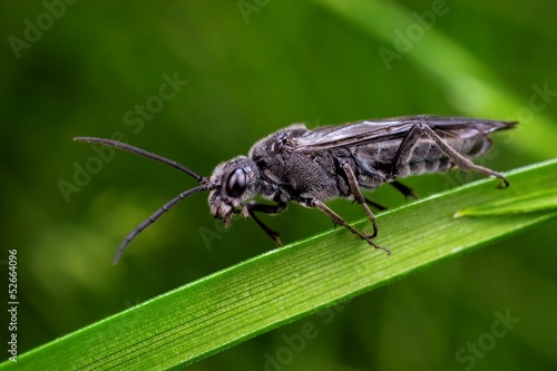 Black wasp photo taken in its natural environment © tomatito26