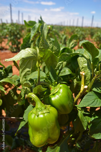 green capsicum photo