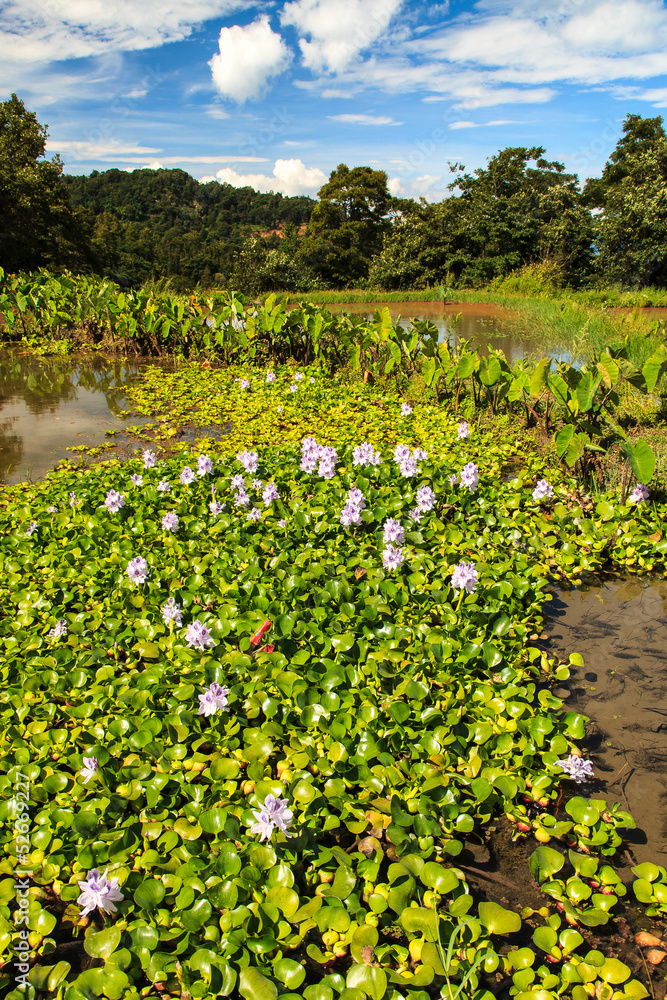 Fototapeta premium Lake side landscape with water plants