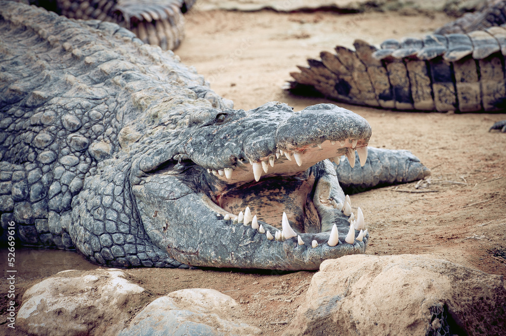 Fototapeta premium Crocodile gueule ouverte