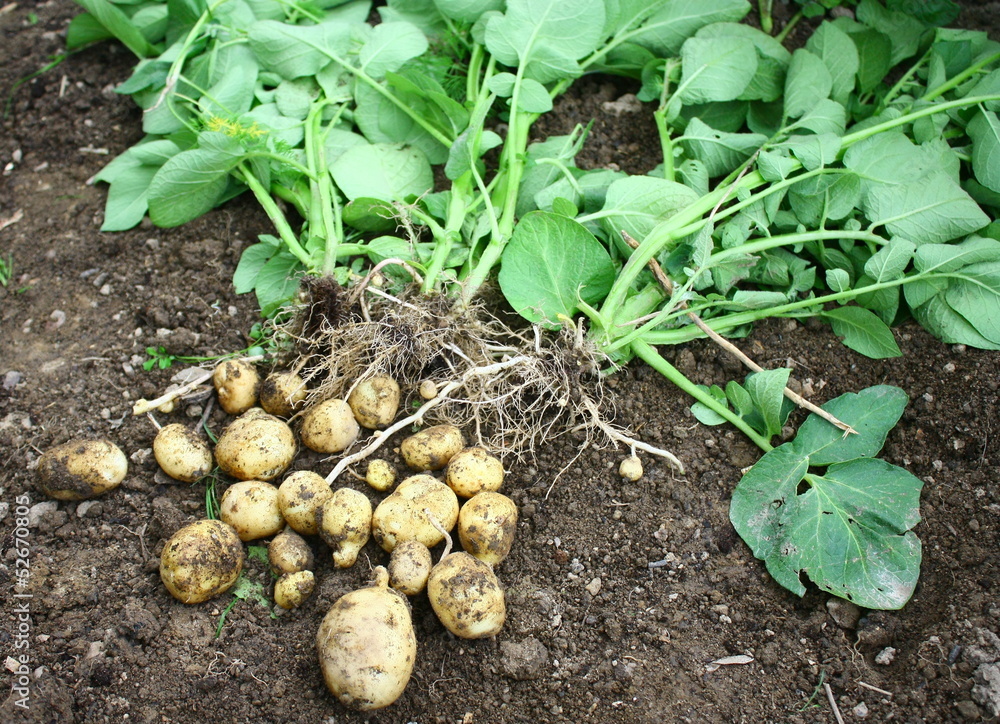 récolte de pomme de terre nouvelles récolte de pomme de terre nouvelles