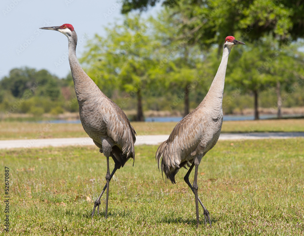 Fototapeta premium Sandhill Cranes in Pose