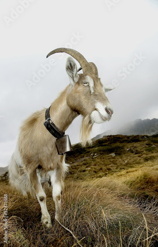 Goat in mountain