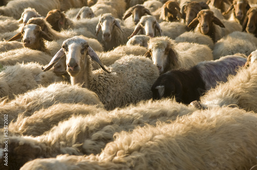 herd of sheep in Israel