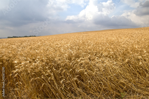 yellow wheat field, Israel