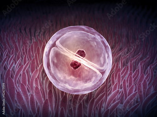 An early stage of a zygote photo