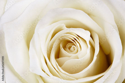 Beautiful white rose. © Juri