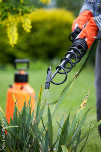 Protecting yucca plant from fungal disease, gardening concept photo