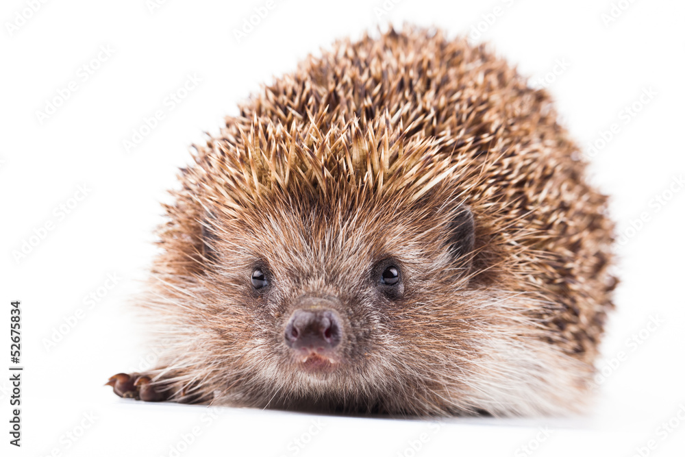 wild hedgehog isolated on white wild hedgehog isolated on white