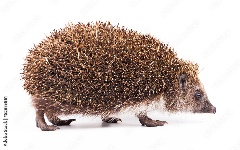 Obraz premium wild hedgehog isolated on white