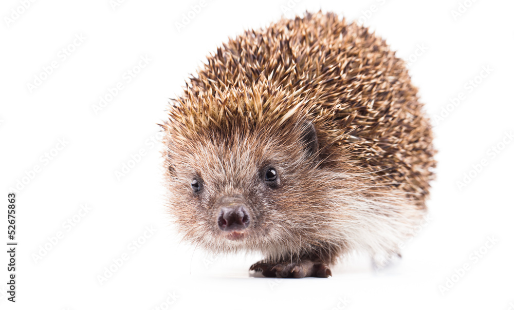 wild hedgehog isolated on white wild hedgehog isolated on white