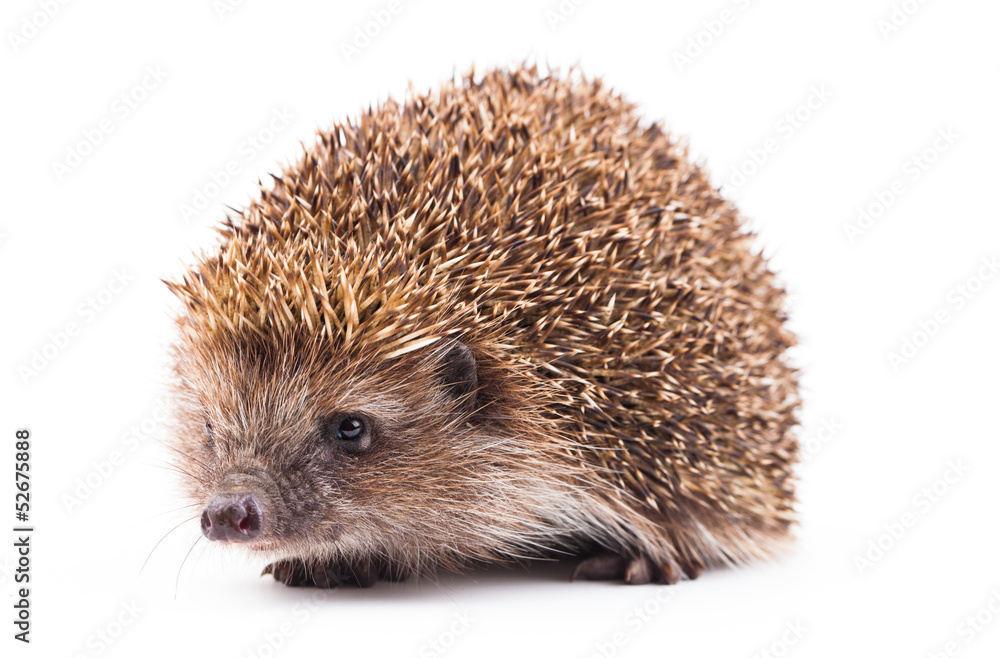 wild hedgehog isolated on white wild hedgehog isolated on white