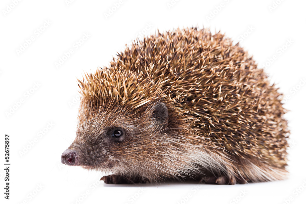 wild hedgehog isolated on white wild hedgehog isolated on white