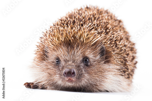 wild hedgehog isolated on white