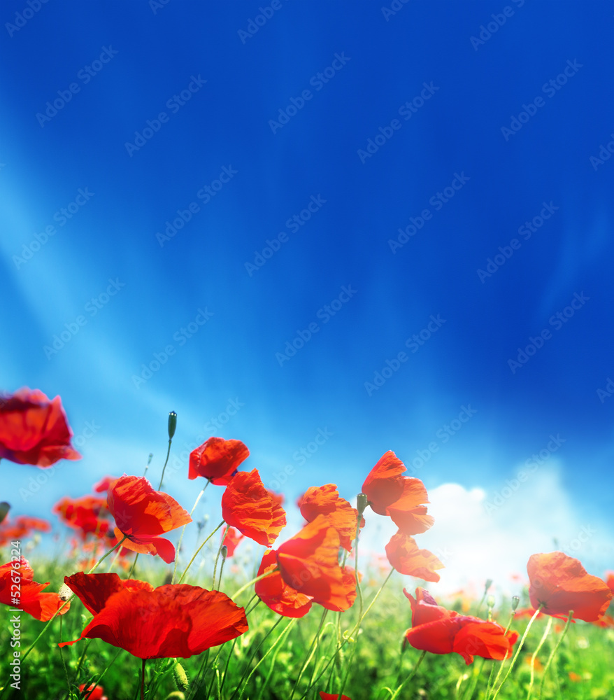 Fototapeta premium poppy flowers and sunny day
