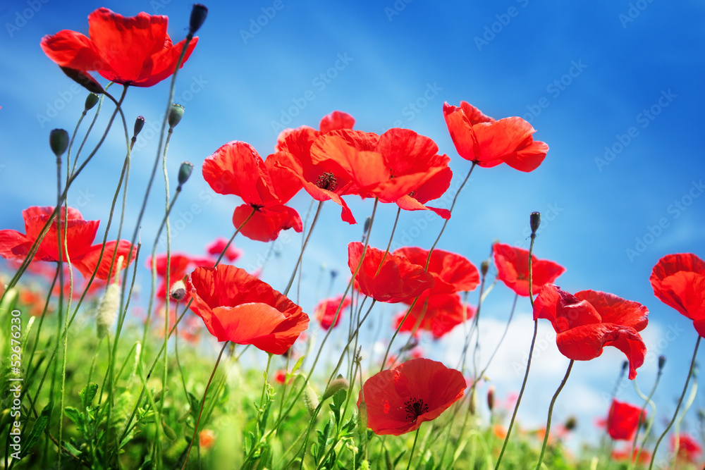 Fototapeta premium Makowi kwiaty na polu i słonecznym dniu