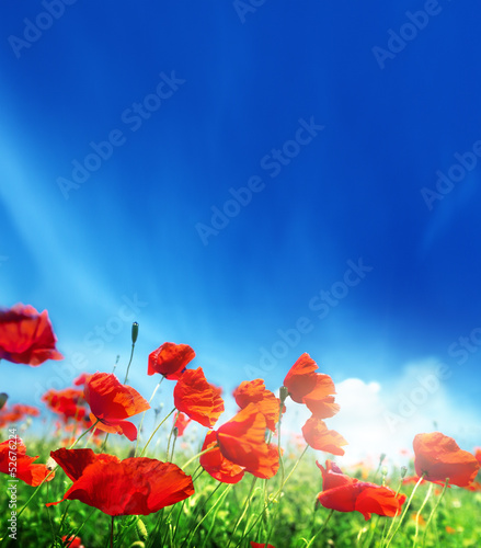 Fototapeta Naklejka Na Ścianę i Meble -  poppy flowers and sunny day
