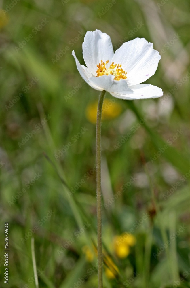 Großes Windröschen (Anemone sylvestris) am Dörnberg Großes Windröschen (Anemone sylvestris) am Dörnberg